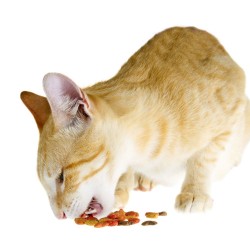 Snacks Snacks