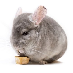 Snacks Snacks