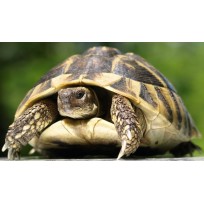 De Griekse landschildpad
