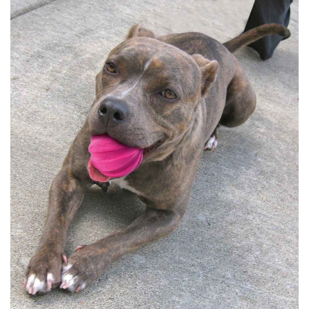 Dog Comets Halley Met Touw Roze