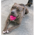 Dog Comets Halley Met Touw Roze