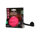 Dog Comets Halley Met Touw Roze
