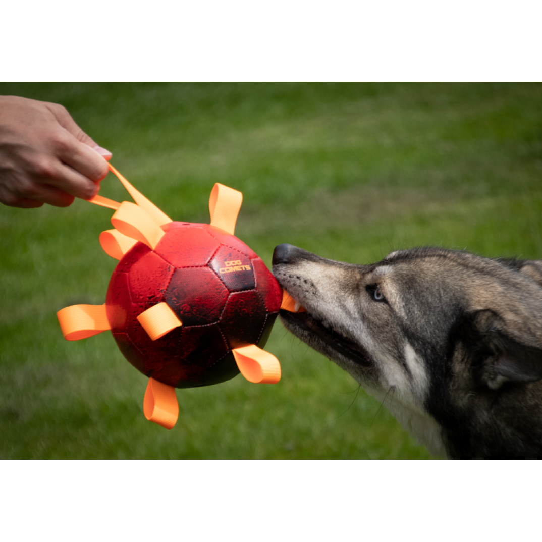 Dog Comets Hypernova Roze
