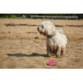 Dog Comets Neutron Star Tennisbal Met Pieper L Roze