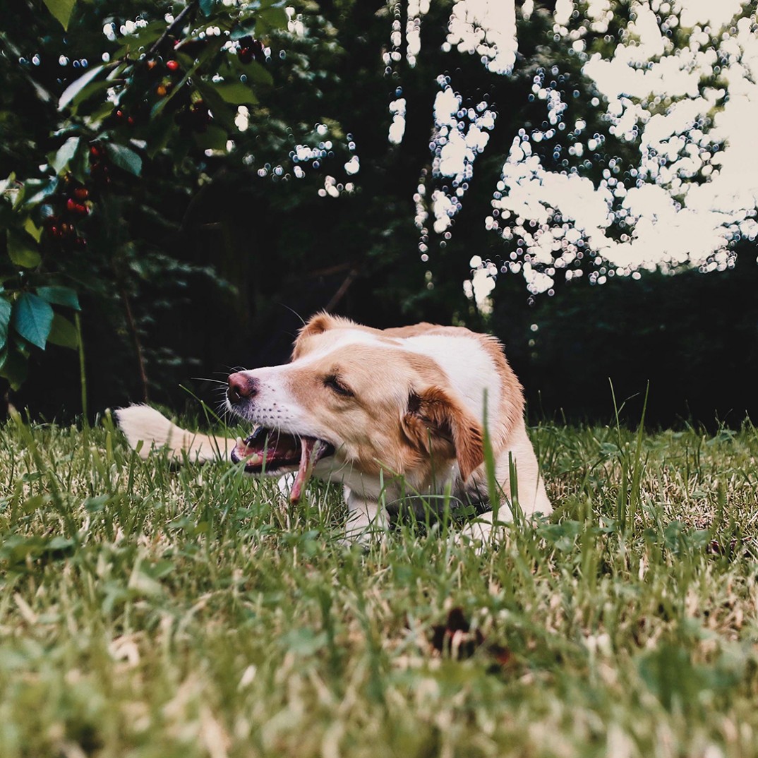 Italiaans hambeen mini 4 pack