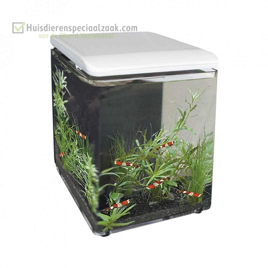 Superfish Home 8, nano aquarium 8 liter