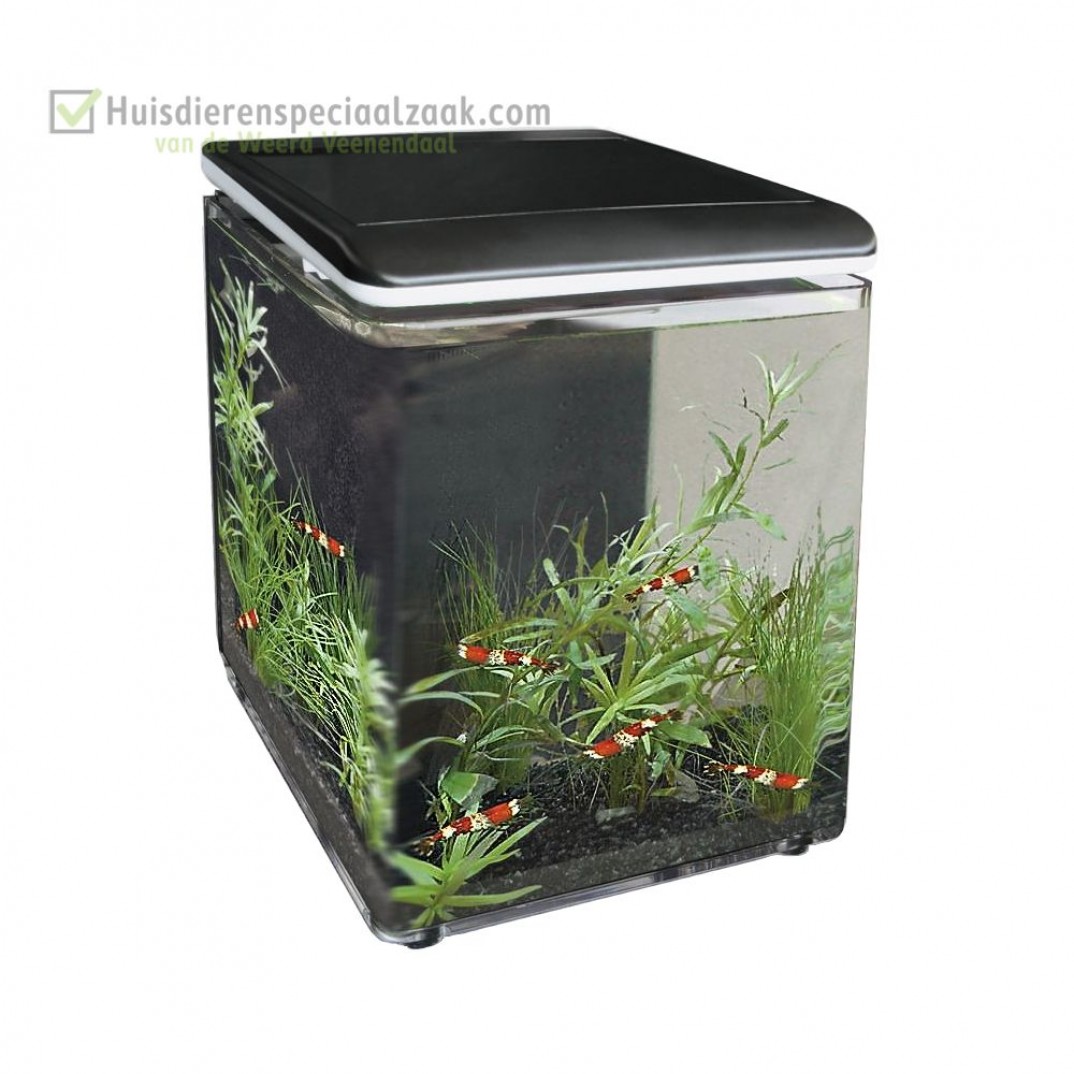 Superfish Home 8, nano aquarium 8 liter